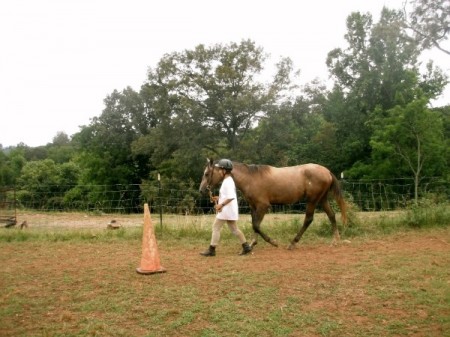 Lyncbhurg horseback riding lessons