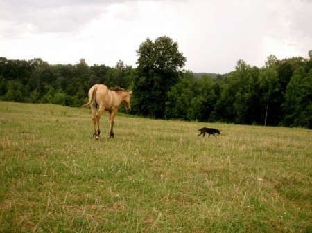 Horseback Riding | Horseback Riding | Lessons | Trail Riding | Smith ...