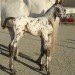 horseback riding lesson horseback riding thumbnail
