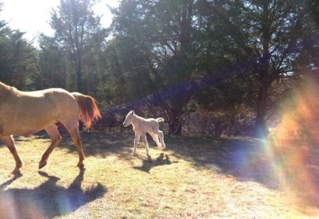 SML horseback riding