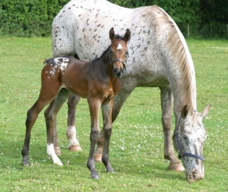 Smith Mountain Lake horseback riding lessons