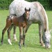 Smith Mountain Lake horseback riding lessons thumbnail