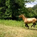 Smith Mountain Lake horseback riding thumbnail