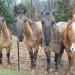 horseback riding lessons horseback riding thumbnail