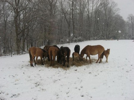 Bedford County horseback riding