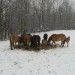 Bedford County horseback riding thumbnail