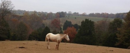 Smith Mountain Lake horseback riding