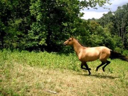 Smith Mountain Lake horseback riding