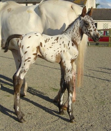 horseback riding lesson horseback riding