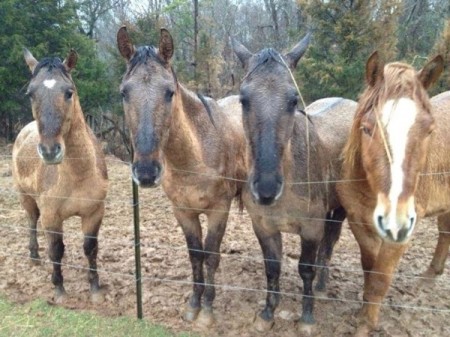 horseback riding lessons horseback riding