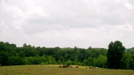 horseback riding lesson Smith Mountain Lake VA