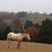 Smith Mountain Lake horseback riding thumbnail