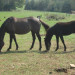 horseback riding SML thumbnail
